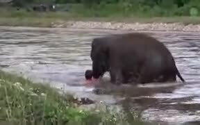Baby Elephant Trying To Save Drowning Human