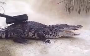 How To Pet A Crocodile - Animals - VIDEOTIME.COM