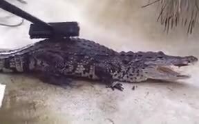 How To Pet A Crocodile