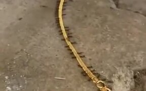 Ants Smuggling A Gold Chain