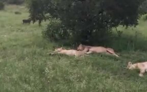 Funny Wild Boar Scared 4 Lions! - Animals - VIDEOTIME.COM