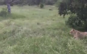 Funny Wild Boar Scared 4 Lions!