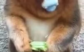 A Good Langur Eating Veggies - Animals - VIDEOTIME.COM