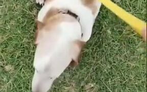 Not Every Dog Is After A Ball - Animals - VIDEOTIME.COM