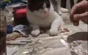 Human Teaching Cat To Flip A Coin