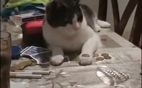 Human Teaching Cat To Flip A Coin - Animals - VIDEOTIME.COM
