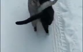 When Two Cats Are Best Buddies