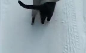When Two Cats Are Best Buddies - Animals - VIDEOTIME.COM