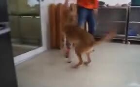 Dog Too Happy To Get Prosthetic Legs - Animals - VIDEOTIME.COM