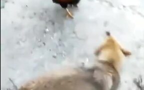 Chicken VS Dog Fight - Animals - VIDEOTIME.COM