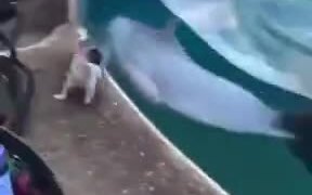 Dolphin Dog Run