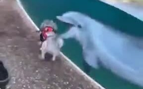 Dolphin Dog Run