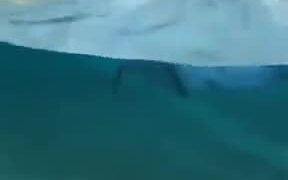 Dolphin Dog Run - Animals - VIDEOTIME.COM