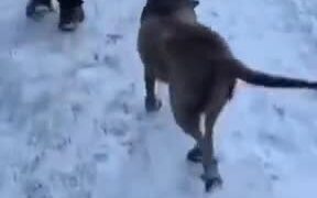 When A Dog Learns Happy Ramp Walk - Animals - VIDEOTIME.COM
