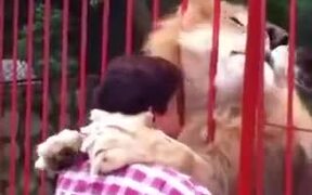Lion Loving A Lady