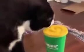 Cat Doing A Paper Cup Flip