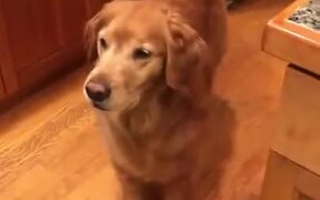 Golden Retriever Loves Its Teeth Brushed - Animals - VIDEOTIME.COM