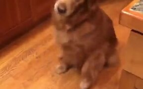 Golden Retriever Loves Its Teeth Brushed