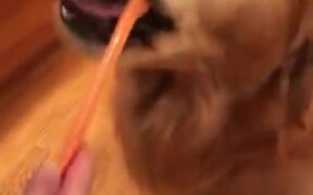 Golden Retriever Loves Its Teeth Brushed - Animals - VIDEOTIME.COM