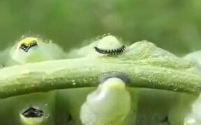 A Caterpillar's Tippy Taps - Animals - VIDEOTIME.COM