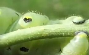 A Caterpillar's Tippy Taps