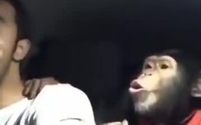 Literally Monkeying Around - Animals - VIDEOTIME.COM