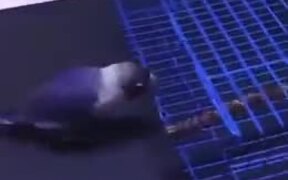 A Janitor Bird Like This Is A Blessing - Animals - VIDEOTIME.COM