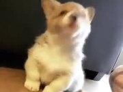 Cute Howling Of A Corgi Puppy