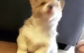Cute Howling Of A Corgi Puppy