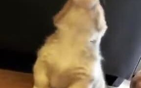 Cute Howling Of A Corgi Puppy - Animals - VIDEOTIME.COM