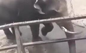 Elephants Are Naughty And Intelligent - Animals - VIDEOTIME.COM