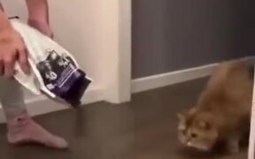 Cat Scared By A Huge Amount Of Food