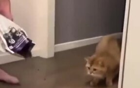 Cat Scared By A Huge Amount Of Food - Animals - VIDEOTIME.COM