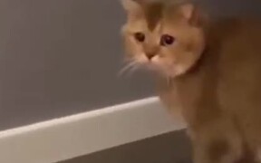 Cat Scared By A Huge Amount Of Food
