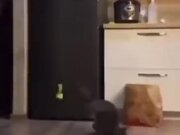 Cats Can Be An Awesome B-Boying Dancer