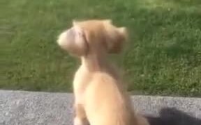 Puppy Waiting For Human - Animals - VIDEOTIME.COM