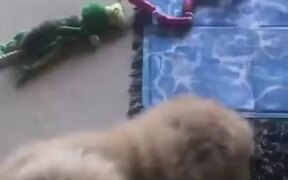 Fluffy Dog Loves To Lie Down