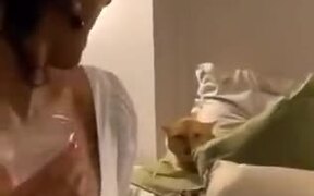 Cat Doesn't Like To Share Bed - Animals - VIDEOTIME.COM