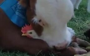 Calf Loves A Rooster - Animals - VIDEOTIME.COM