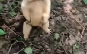 When The Wild Animal Is Too Cute - Animals - VIDEOTIME.COM