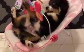 Dog Enjoying A Baby Crate
