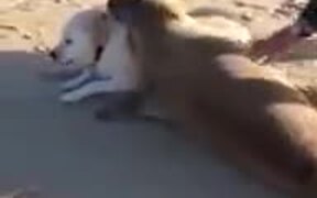 Seal Displaying Affection For Dog - Animals - VIDEOTIME.COM