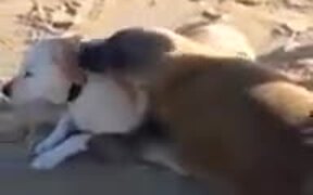 Seal Displaying Affection For Dog - Animals - VIDEOTIME.COM
