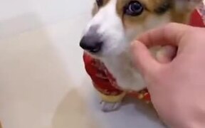 Doggo Doesn't Like Imaginary Food - Animals - VIDEOTIME.COM