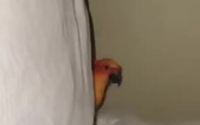 Bird Playing Peekaboo With Human - Animals - VIDEOTIME.COM