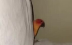 Bird Playing Peekaboo With Human