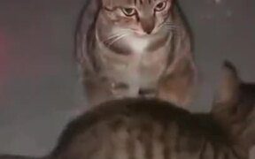 Cat Not Intimidated By Laser Pointer - Animals - VIDEOTIME.COM