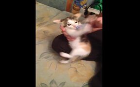 Angry Cat Fights For Candy - Animals - VIDEOTIME.COM