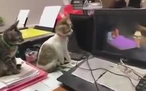 Kittens Watching Tom And Jerry