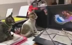 Kittens Watching Tom And Jerry - Animals - VIDEOTIME.COM
